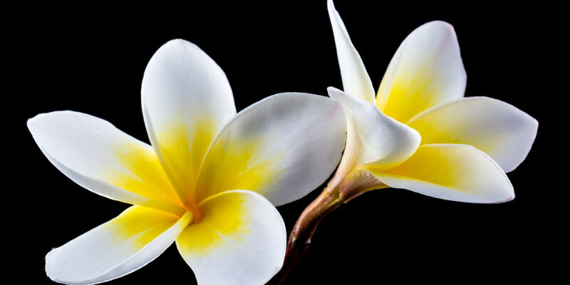 Blüten Schönheit 3