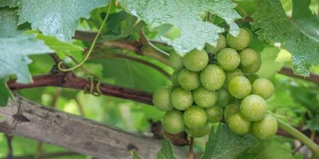 Traubenkernextrakt OPC