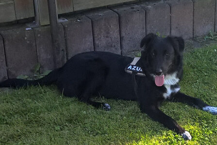 Campinghund Josie 1k